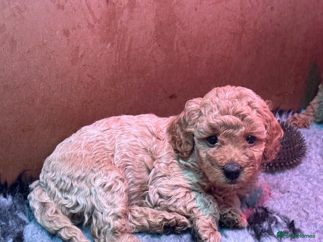 Miniature Poodle dogs for sale: Stunning Miniture Poodles - Image 33