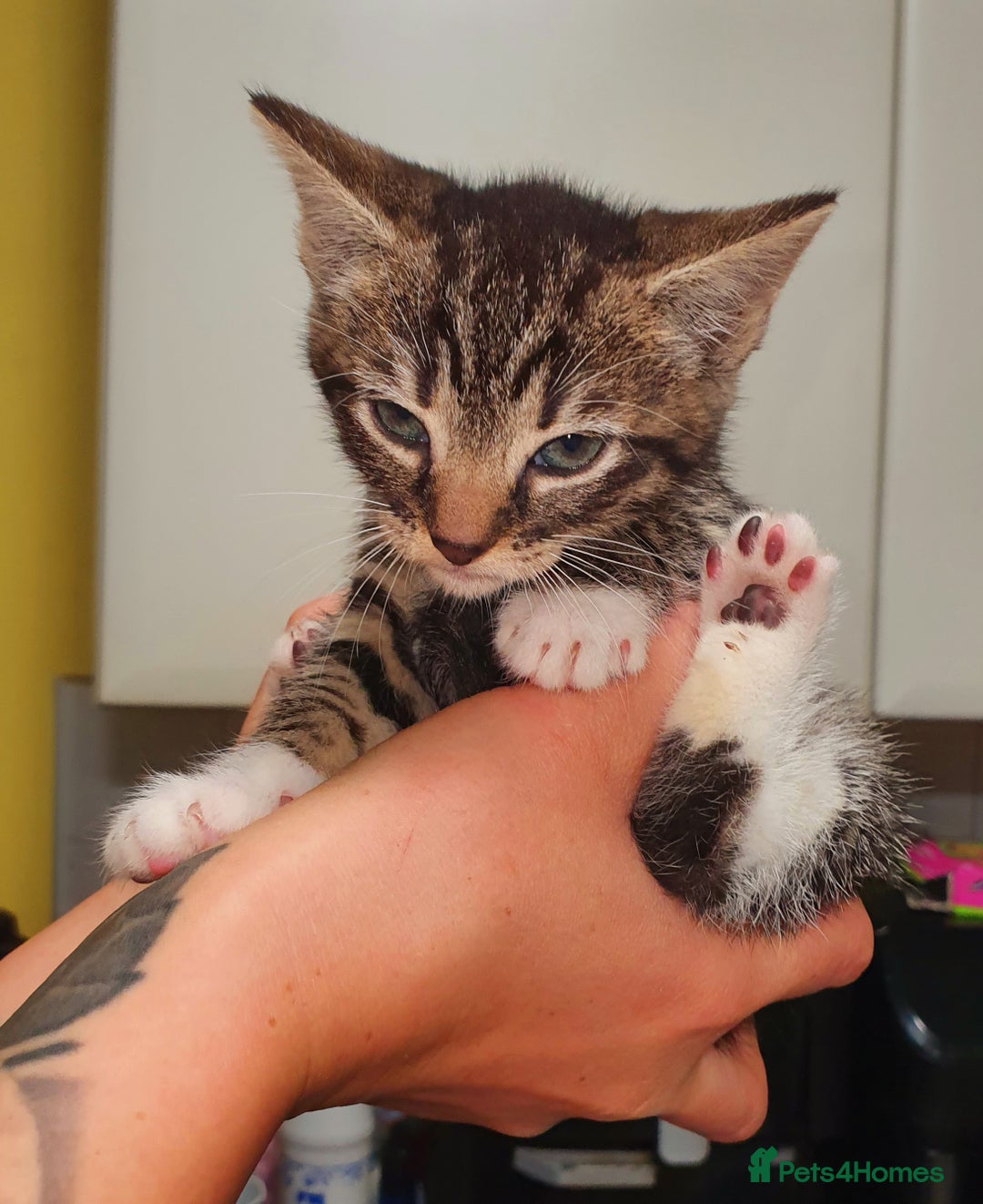 Mixed Breed cats for sale: Little maple - Advert 2