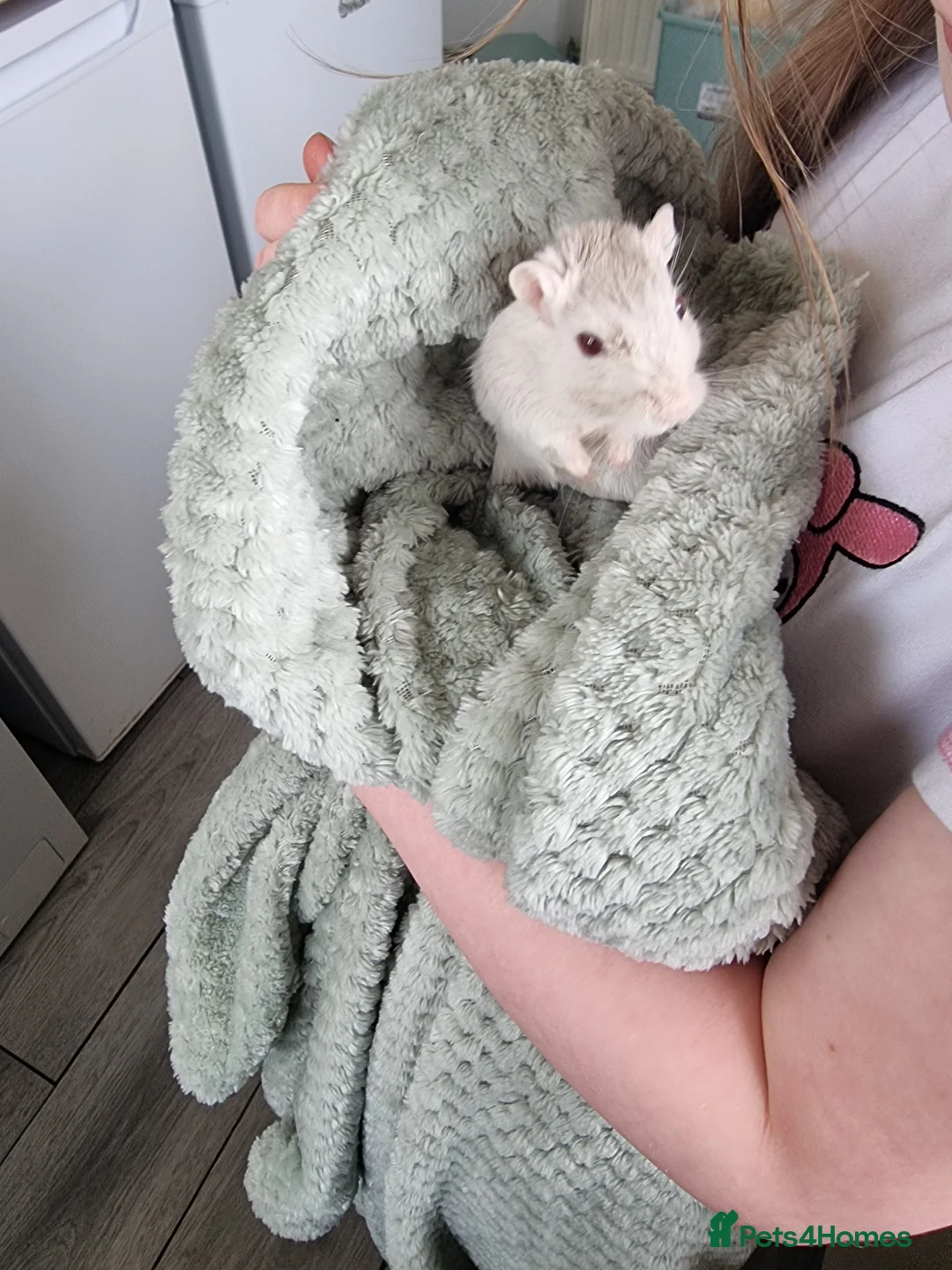 Gerbil rodents for sale: 2 Gerbils for sale in Sutton Coldfield - Advert 5