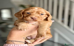 Cocker Spaniel dogs for sale: Cocker spaniel puppies  - Image 21