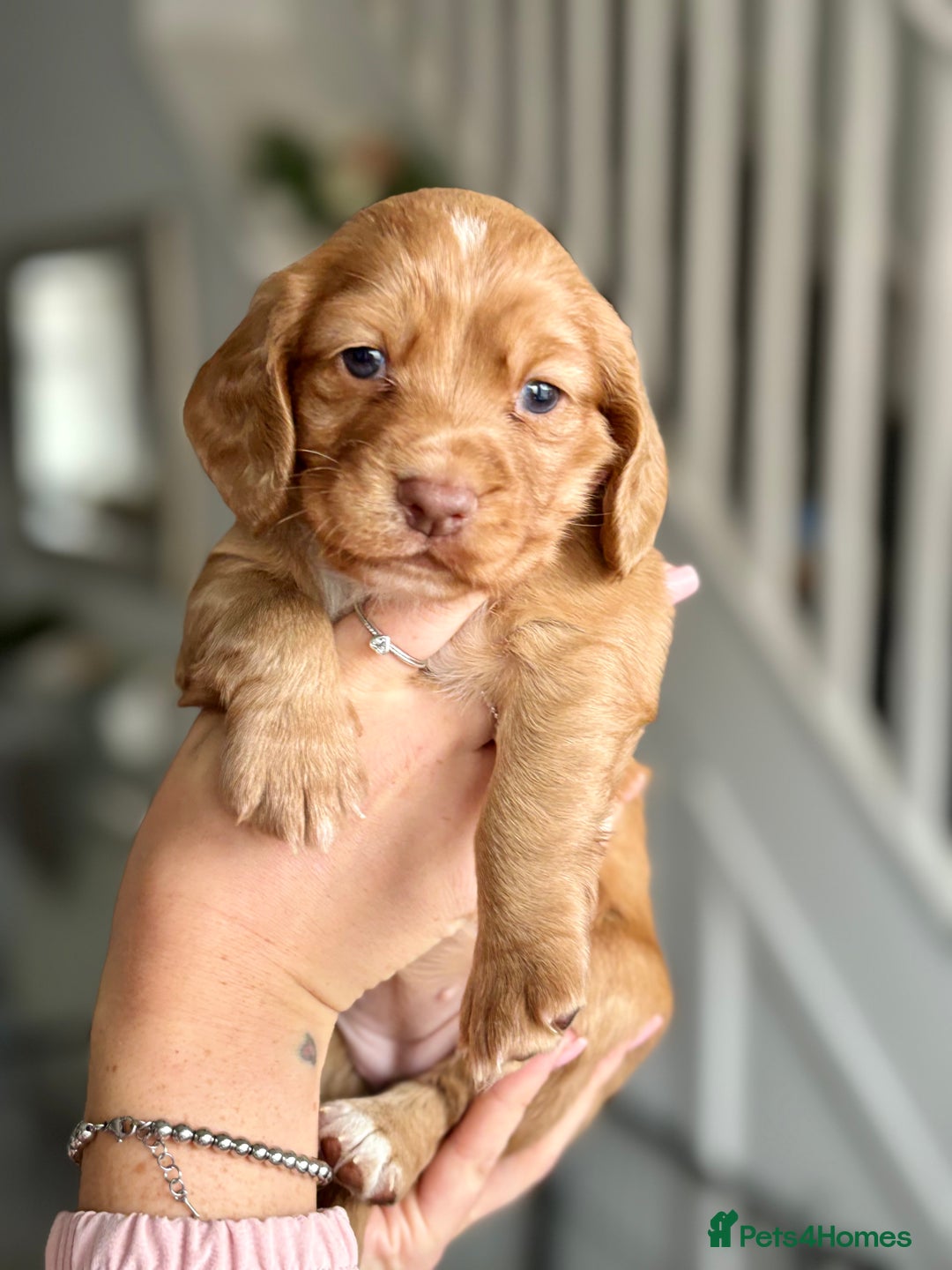 Cocker Spaniel dogs for sale: Cocker spaniel puppies  - Image 21