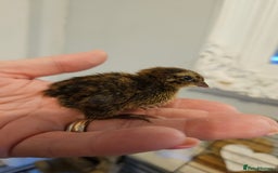 Quail poultry for sale: Quails  - Image 3
