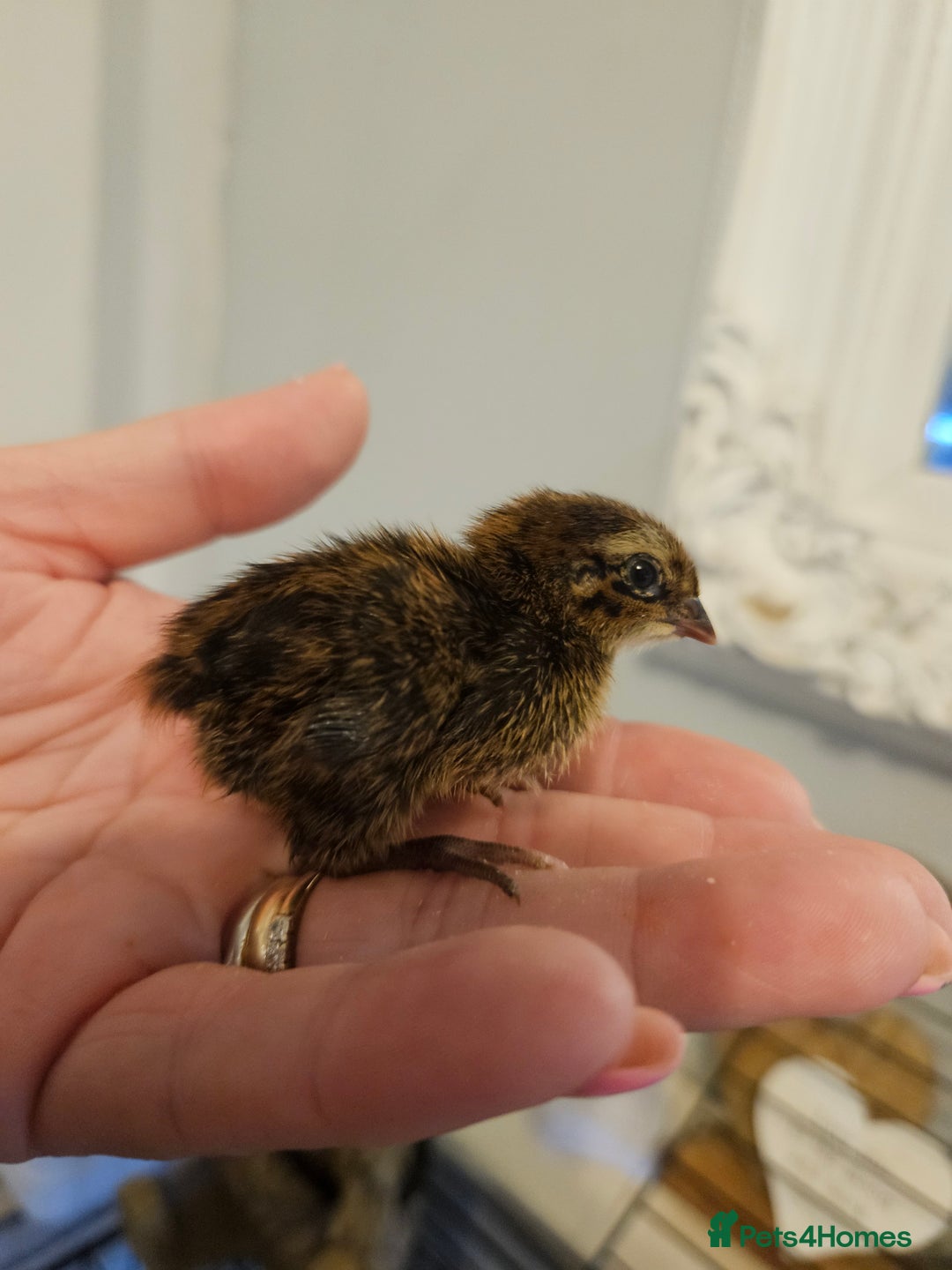 Quail poultry for sale: Quails  - Image 3
