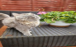 British Longhair cats for sale: British long hair - Image 7