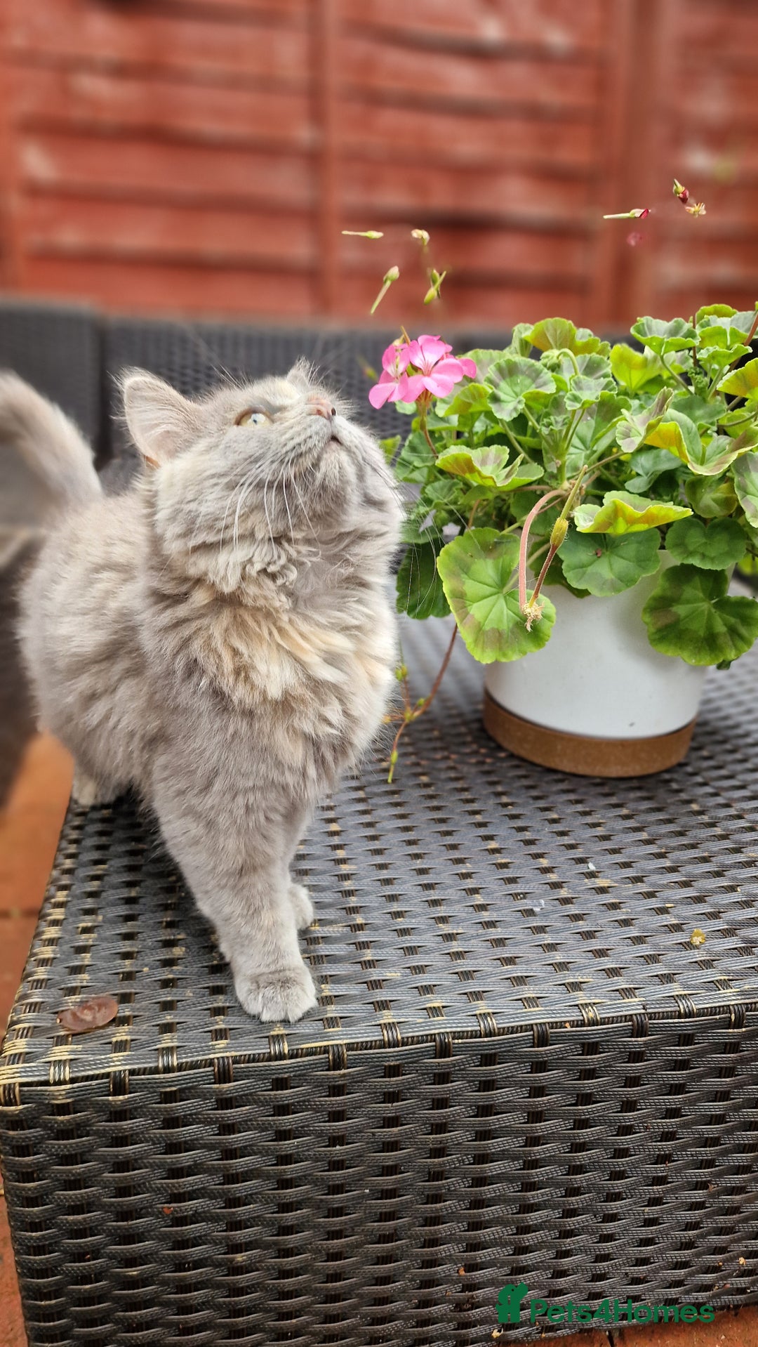 British Longhair cats for sale: British long hair - Image 7