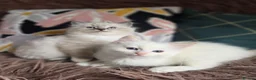 Ragdoll cats for sale: GCCF Registered Gorgeous Kittens  - Advert 28