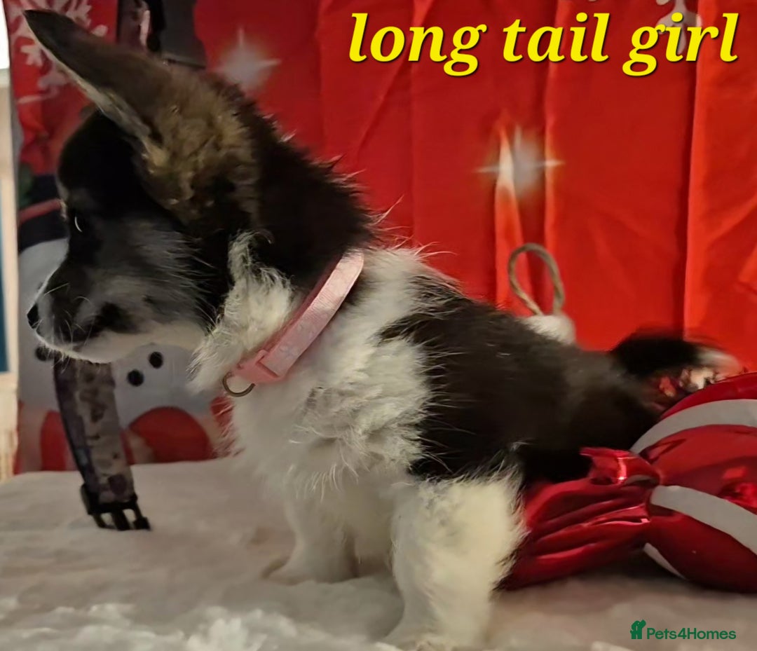 Welsh Corgi Pembroke dogs for sale: Kc reg Serbian lined bob & longtail - Advert 4