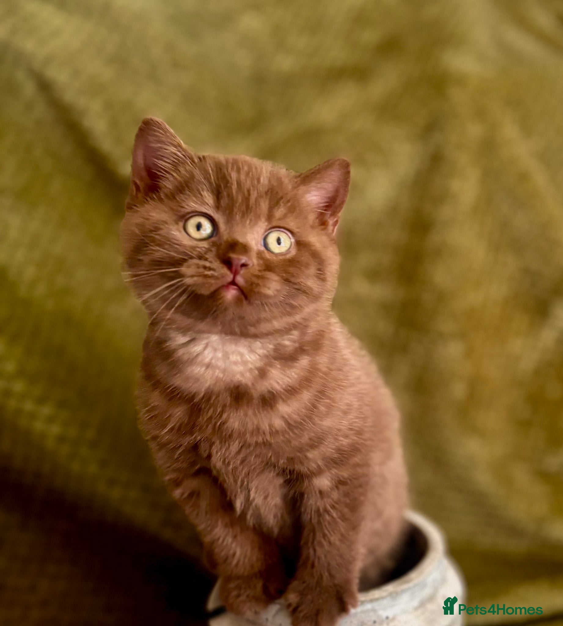 British Shorthair cats Amazing chunky GCCF pedigree BSH kittens - Advert 2