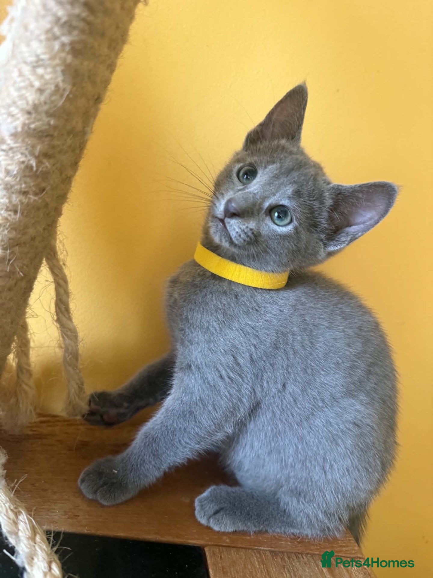 Russian Blue cats TICA REGISTERED Pure Breed Russian Blue Kittens - Advert 2