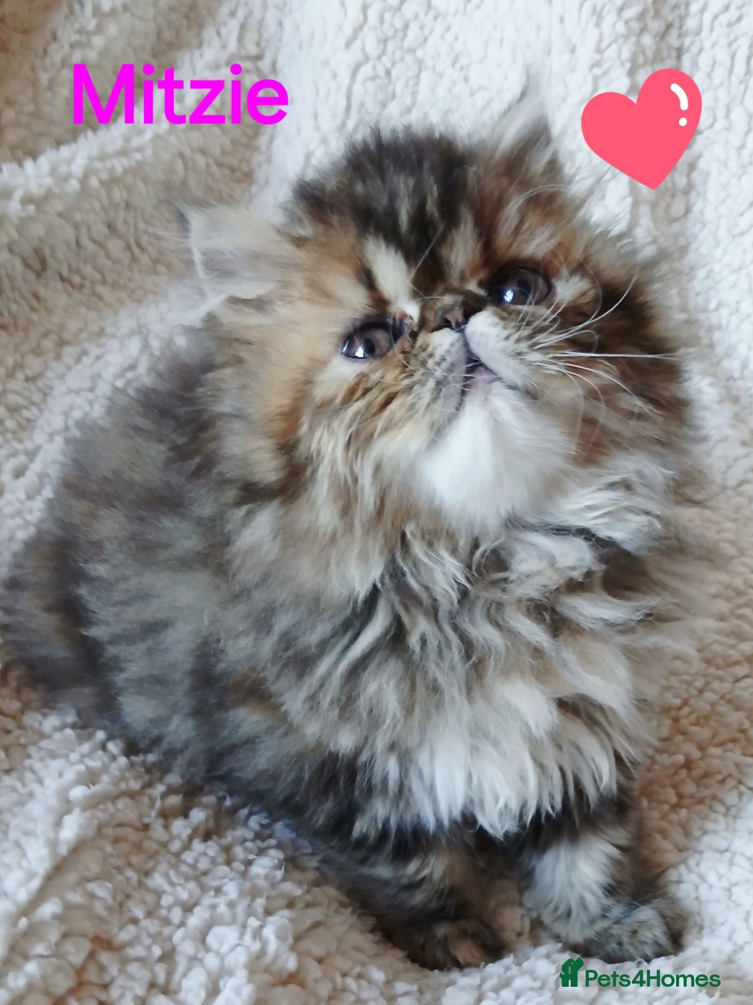 Exotic cats EXQUISITE GCCF PERSIAN EXOTIC BABIES - Advert 9