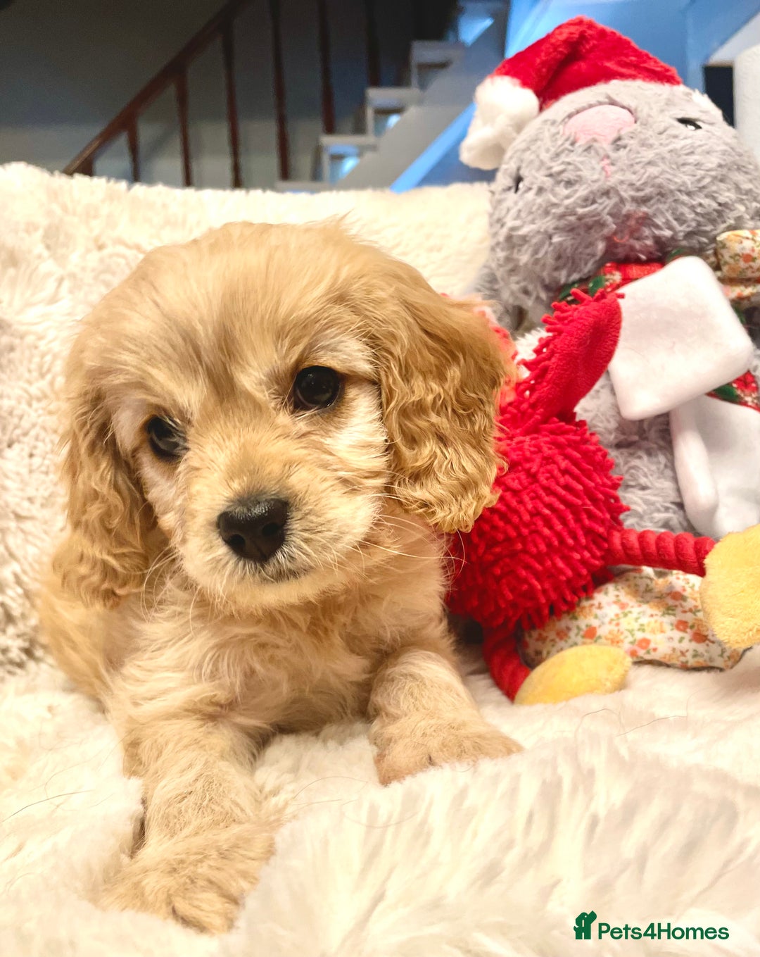 Cavapoo dogs for sale: F1 Cavapoo - Advert 14