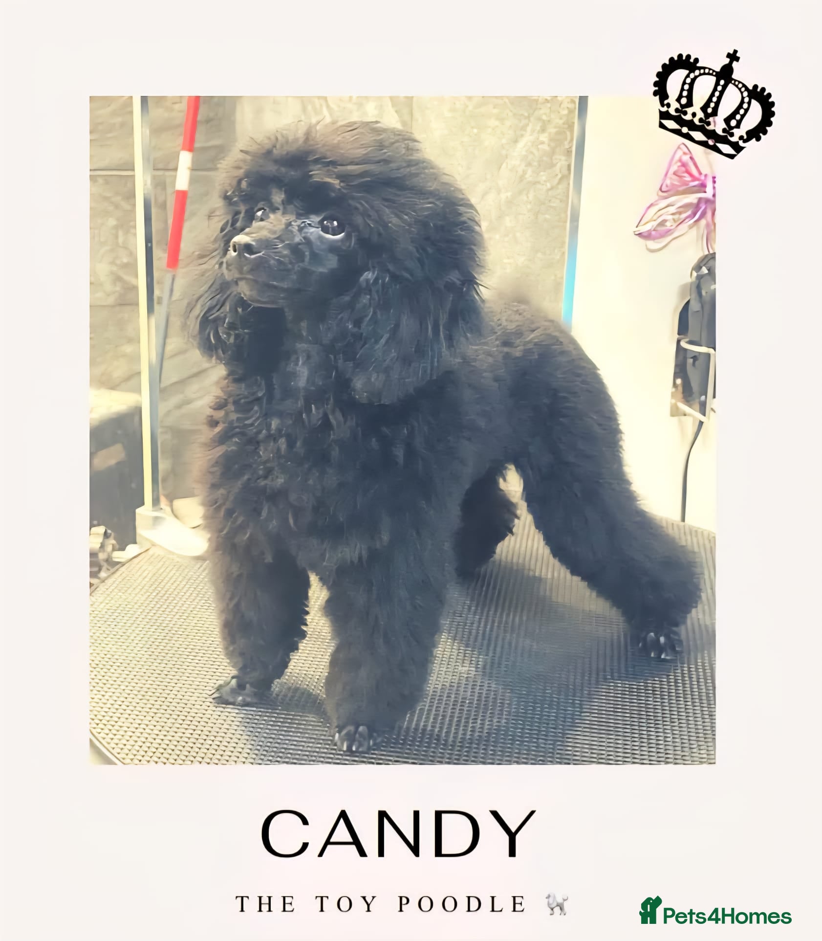 Toy Poodle dogs for sale: Gorgeous Kc Toy Poodle Puppy for Sale!  - Advert 2