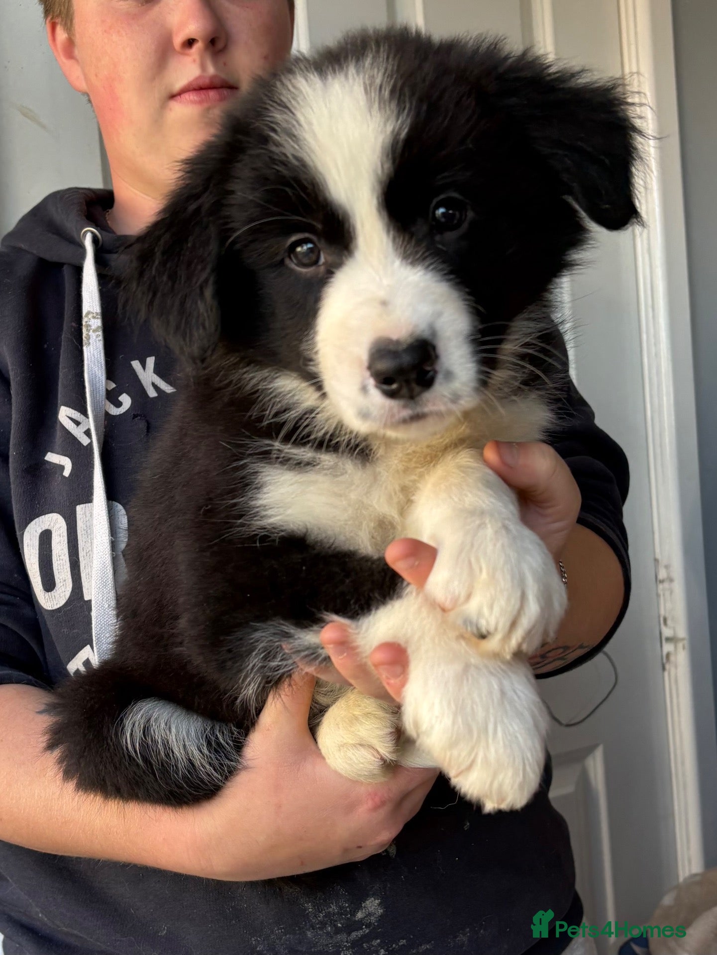 Border Collie dogs Gorgeous Seal & Black&White Border Collie Puppies  - Advert 1