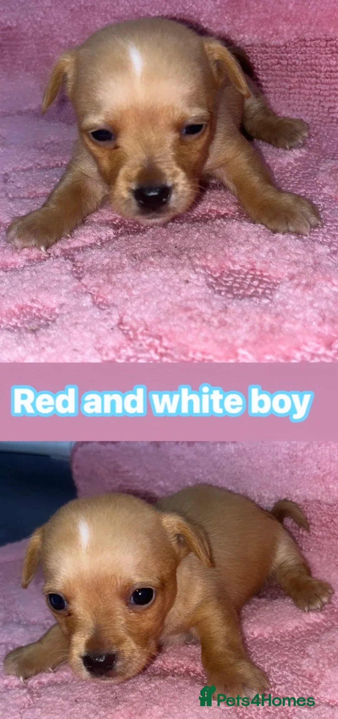 Mixed Breed dogs for sale: Beautiful puppies ready for forever homes  in Oswestry - Advert 6