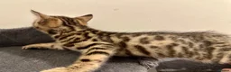 Bengal cats for sale: 1 gorgeous bengal boy kitten for sale  in London - Advert 18