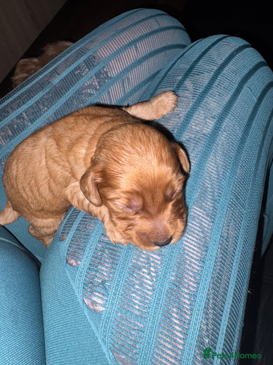 Cockapoo dogs for sale: Outstanding fb1 cockapoo puppies - Advert 10