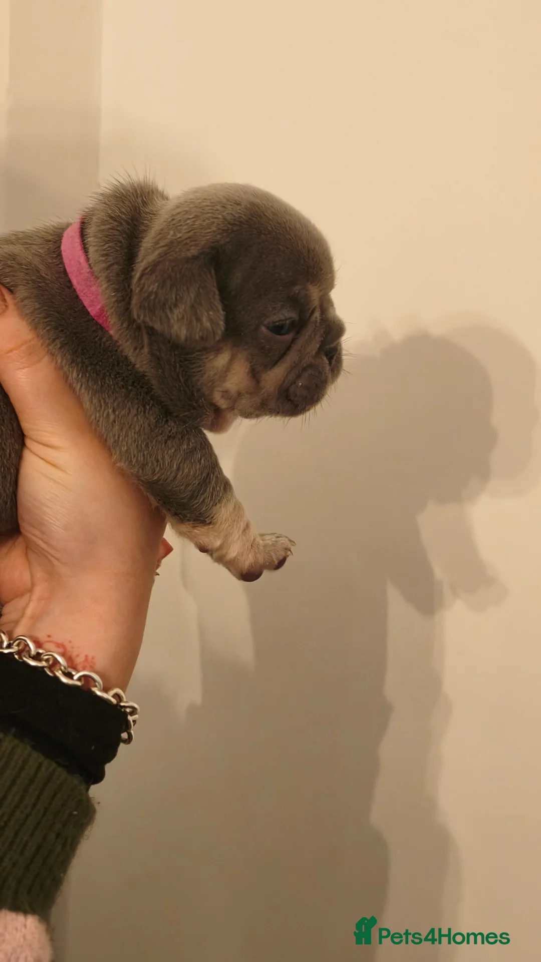 French Bulldog dogs for sale: Five beautiful girls - Advert 6