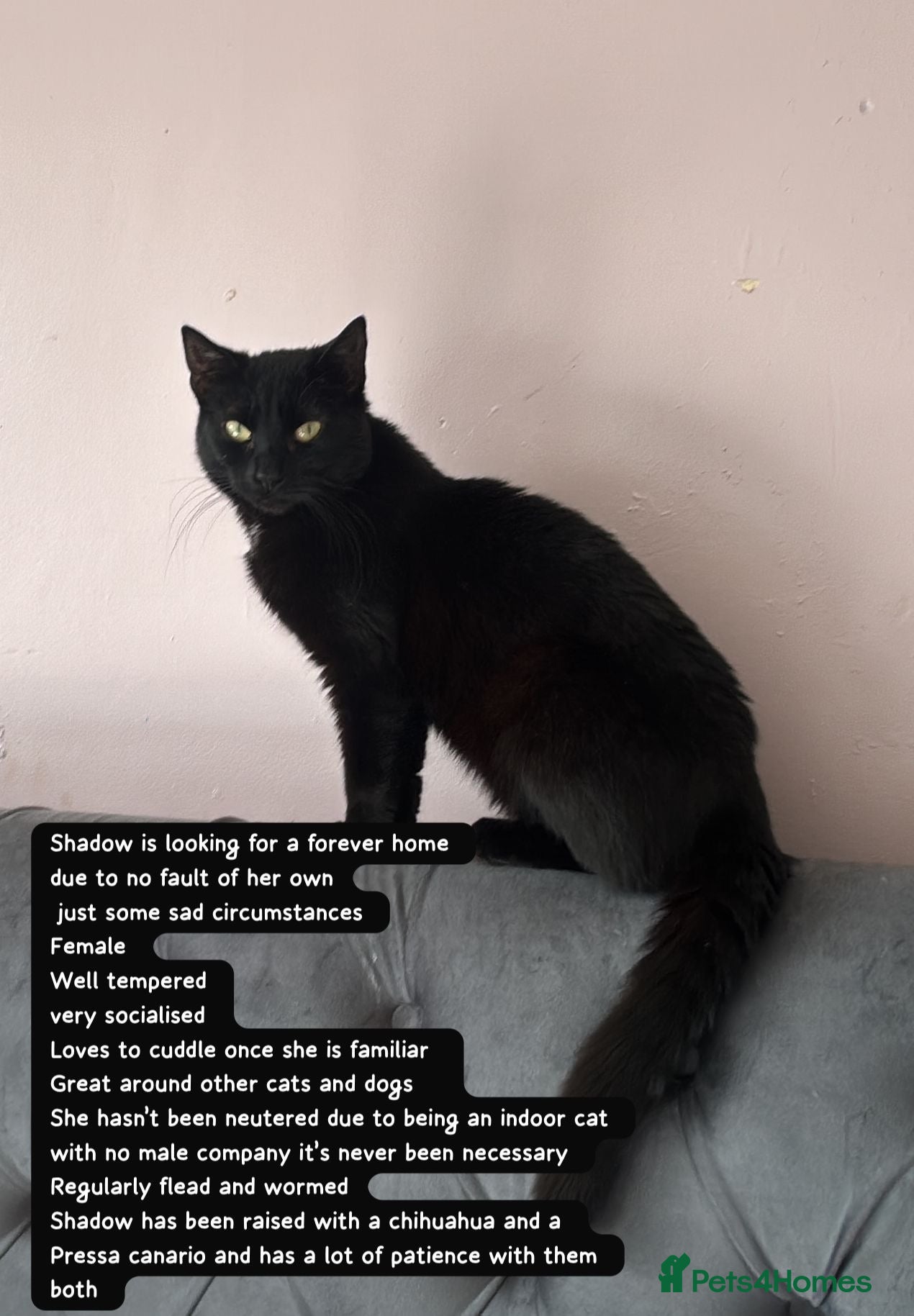 Bombay cats Shadow - Advert 2