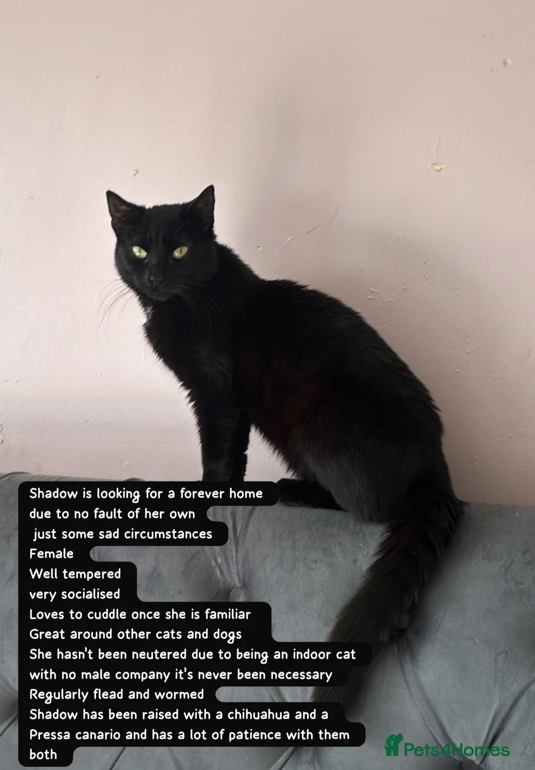 Bombay cats for sale: Shadow in Birmingham - Advert 1