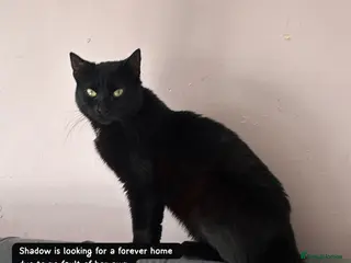 Bombay cats Shadow - Advert 3