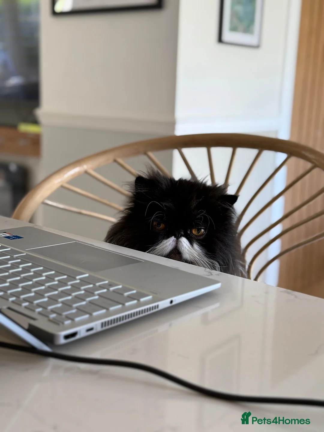 Persian cats for sale: 7 year old Male cat  - Advert 2