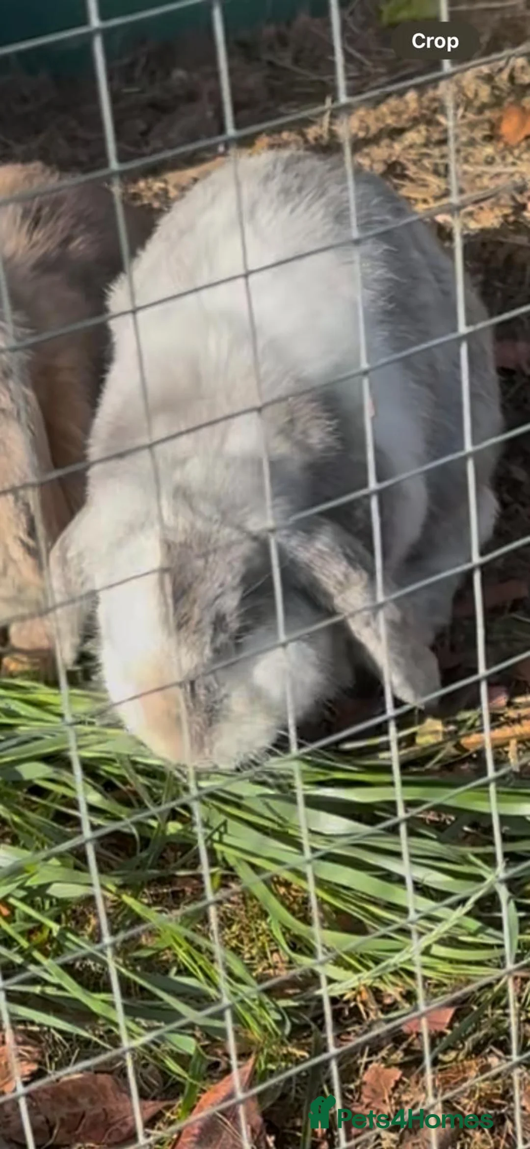 English Lop rabbits for sale: 2 bunny sisters for sale  in Brentwood - Advert 2