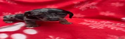 Miniature Dachshund dogs for sale: ****6 beautiful boys 💙💙*** - Advert 22