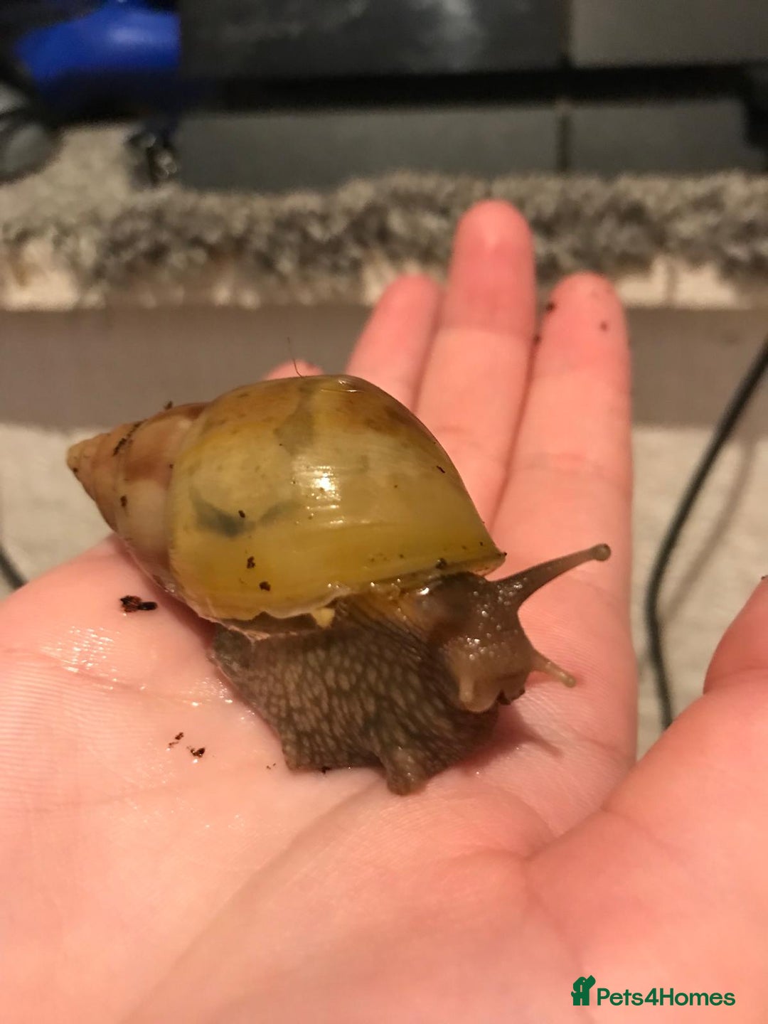 Snails invertebrates for sale: Giant African Land Snail Babies For Sale - Advert 7