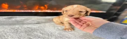 Cocker Spaniel dogs for sale: 🤍 Cocker spaniel puppies 🤍 - Advert 12