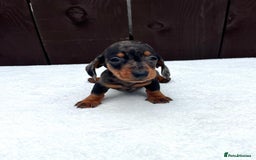 Miniature Dachshund dogs for sale: Dachshund puppies 5Boys  - Image 30