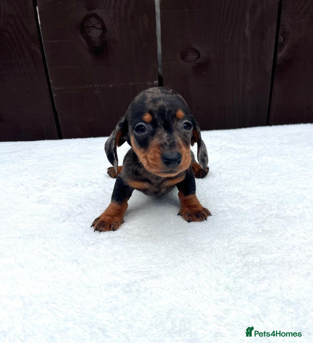 Miniature Dachshund dogs for sale: Dachshund puppies 5Boys  - Image 30