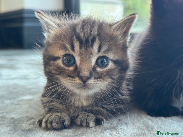 Munchkin cats - Advert 1