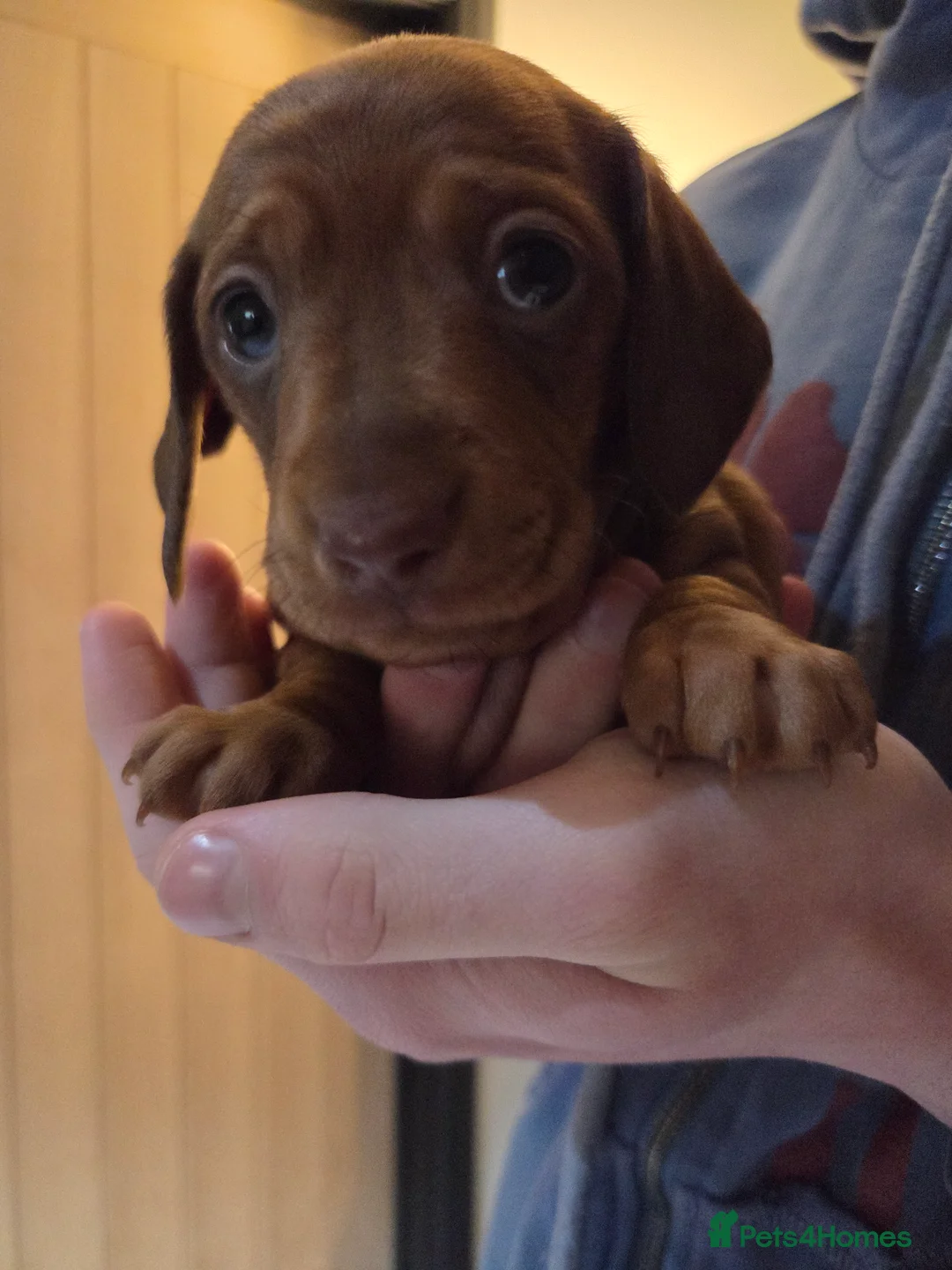 Miniature Dachshund dogs for sale: 3 Gorgeous Mini Dachshunds - Advert 4