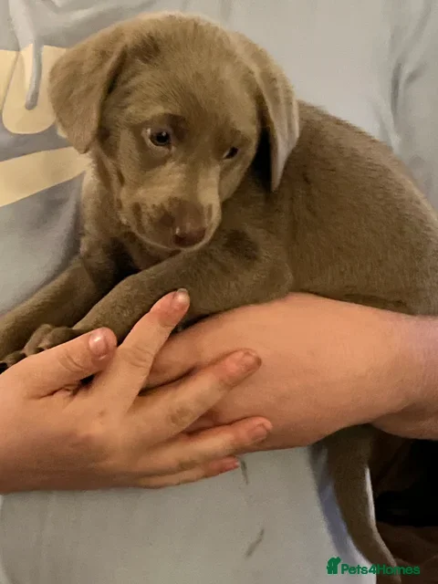 Labrador Retriever dogs Kc dna clear silver Labrador pups  - Advert 1