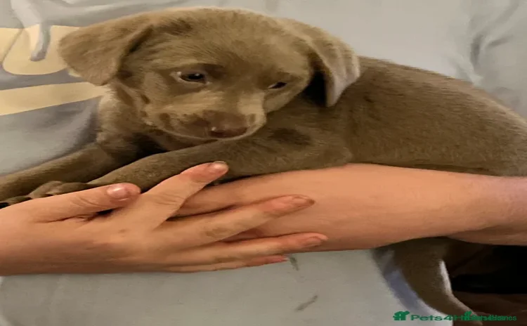 Labrador Retriever dogs - Advert 2