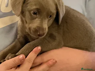 Labrador Retriever dogs Kc dna clear silver Labrador pups - Advert 17