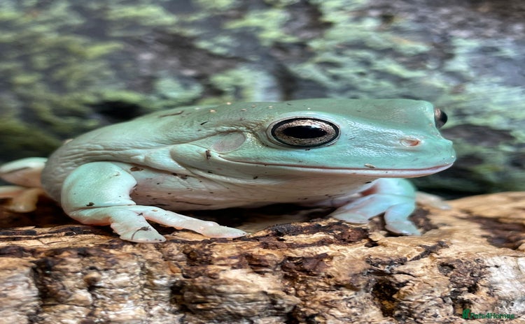 Frog reptiles - Advert 4
