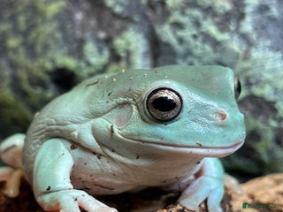 Frog reptiles - Advert 1
