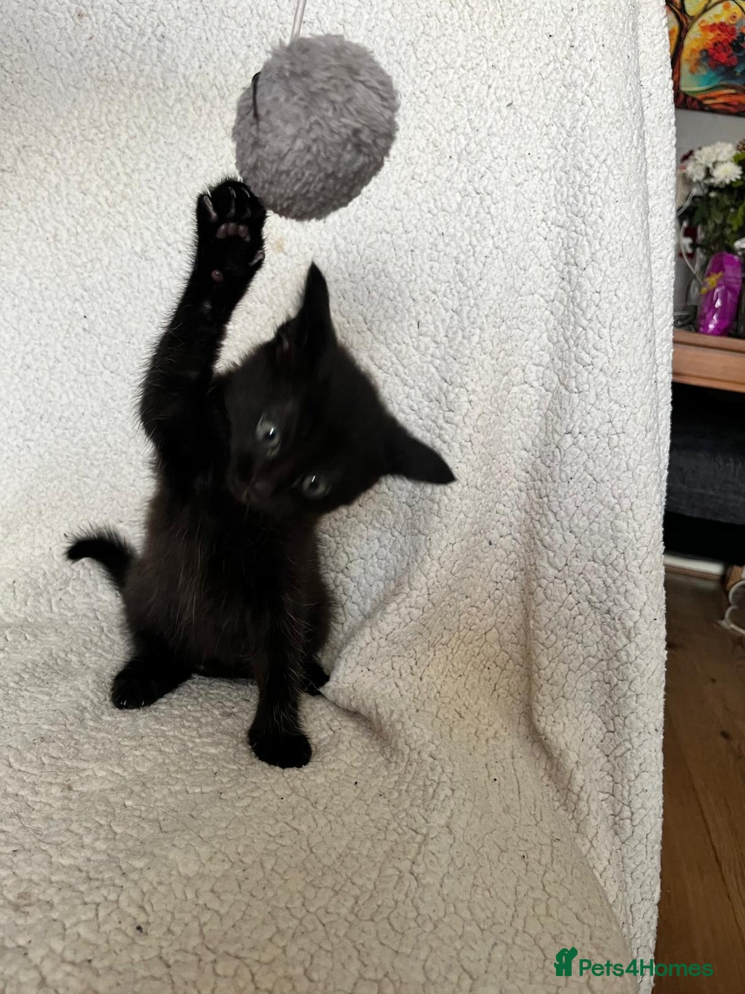 Mixed Breed cats for sale: 2 lovely/cutie male kittens, mothers half ragdoll - Advert 3