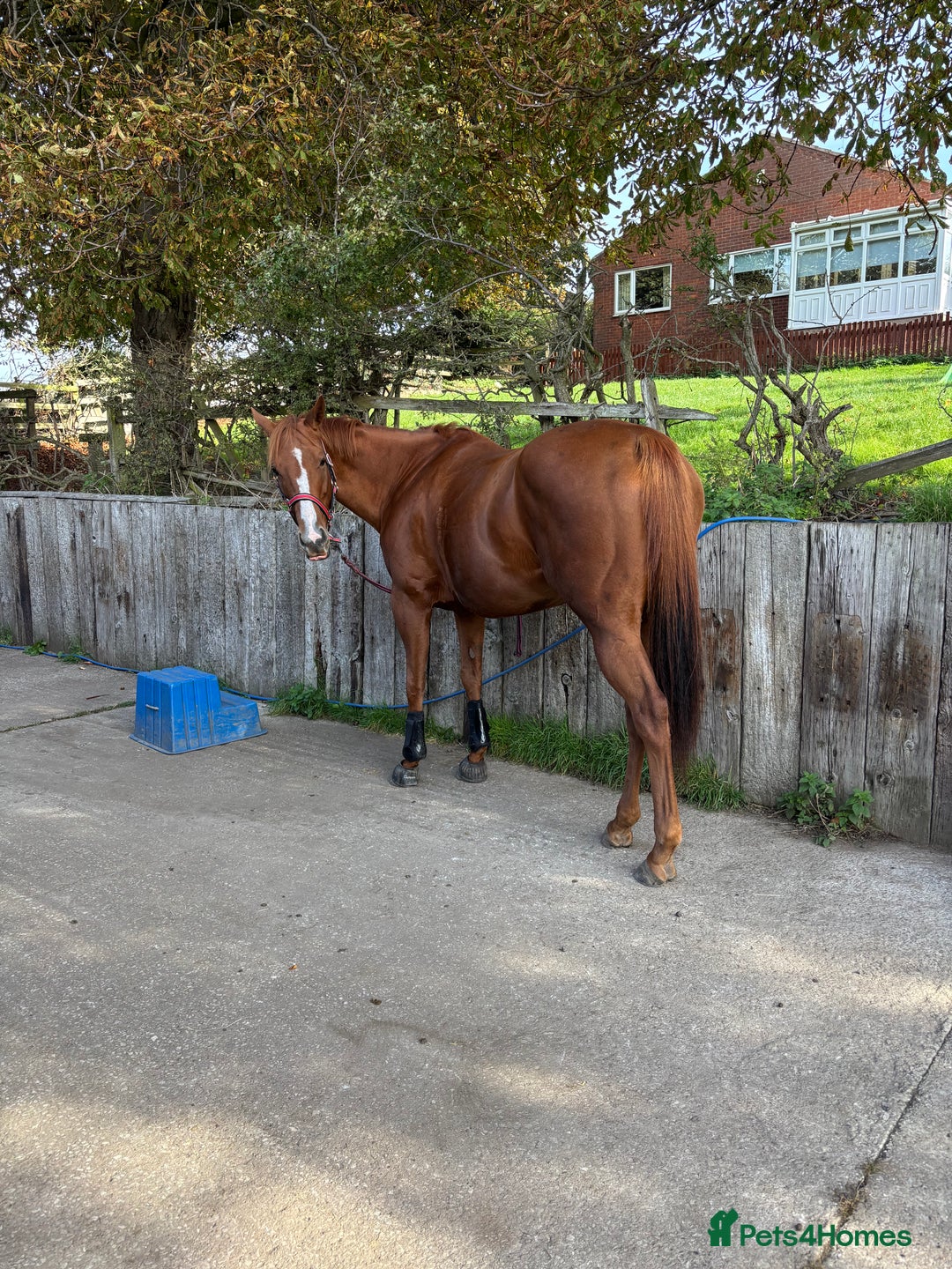 English Thoroughbred horses for sale: 16.2 Chestnut TB Mare - Advert 4