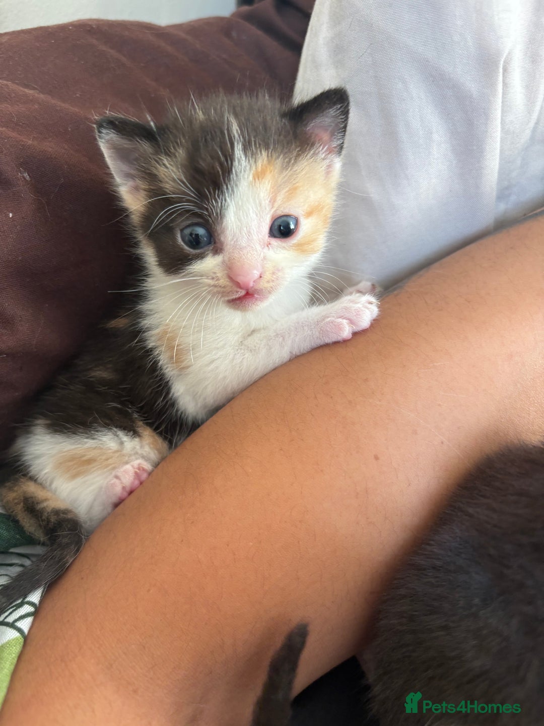 Mixed Breed cats for sale: Mix litter of 6  - Image 2