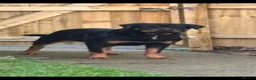 Rottweiler dogs for sale: Male rottweiller puppy’s  - Advert 1