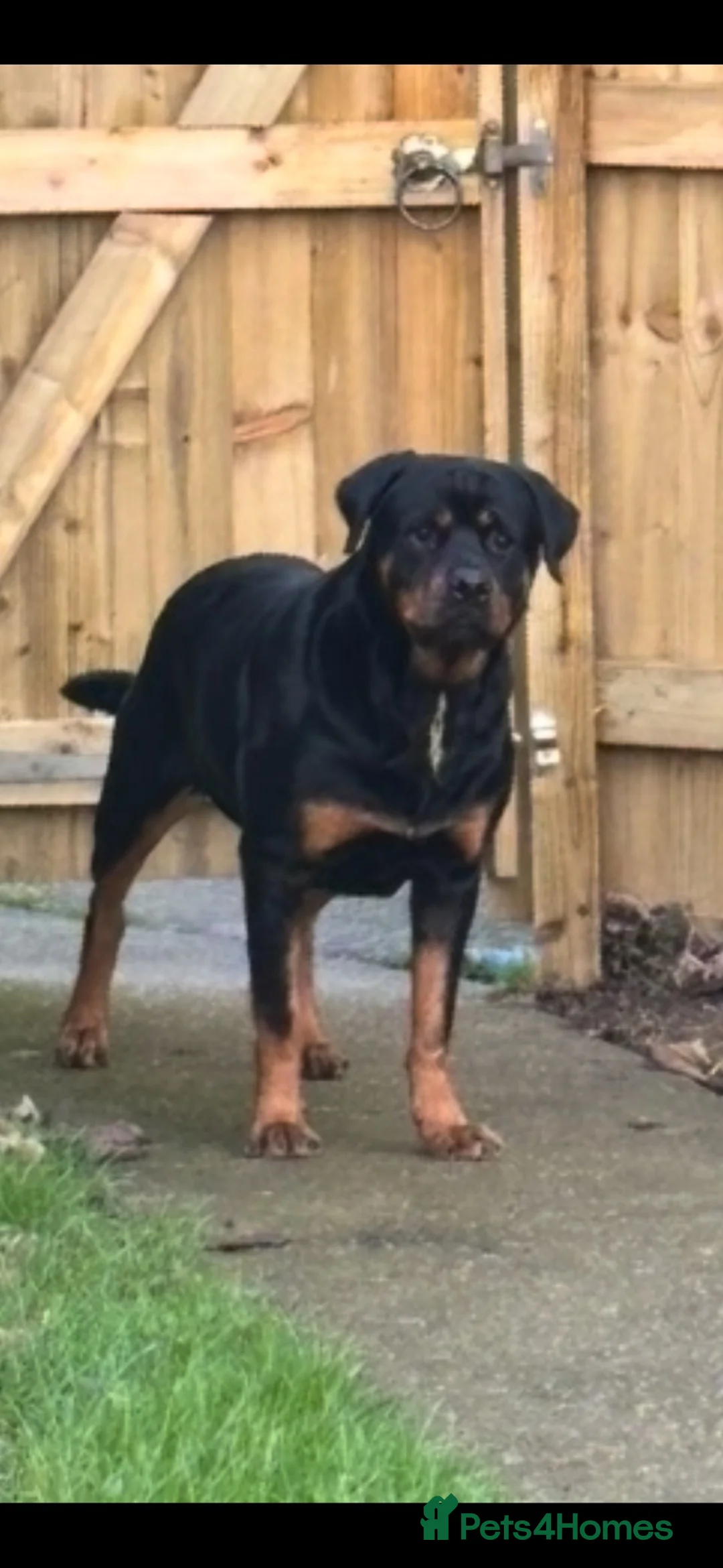 Rottweiler dogs for sale: Male rottweiller puppy’s  - Advert 1