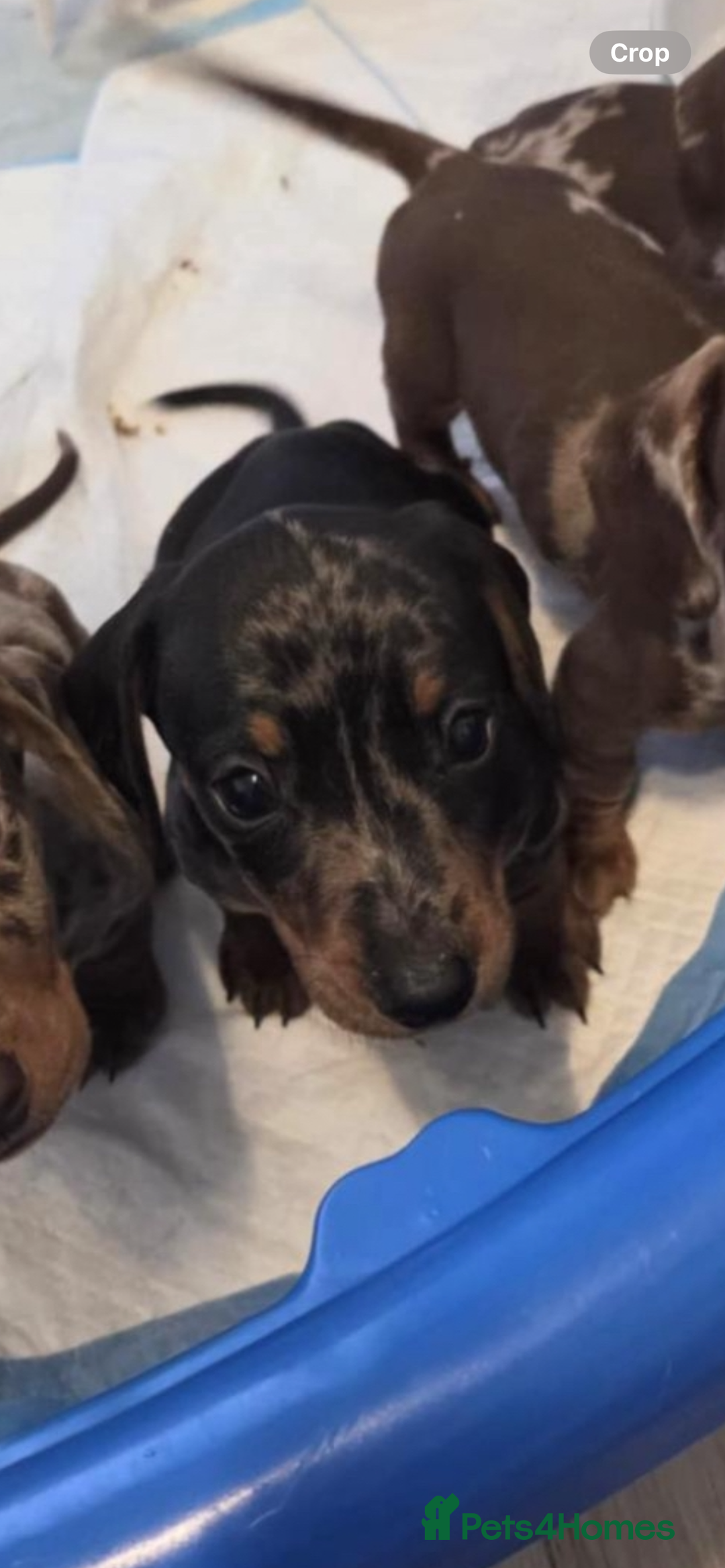 Miniature Dachshund dogs for sale: Miniature dachshund puppies - Image 10