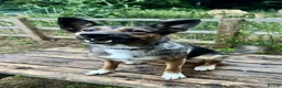Borador dogs for sale: Boarder puppies  - Advert 10