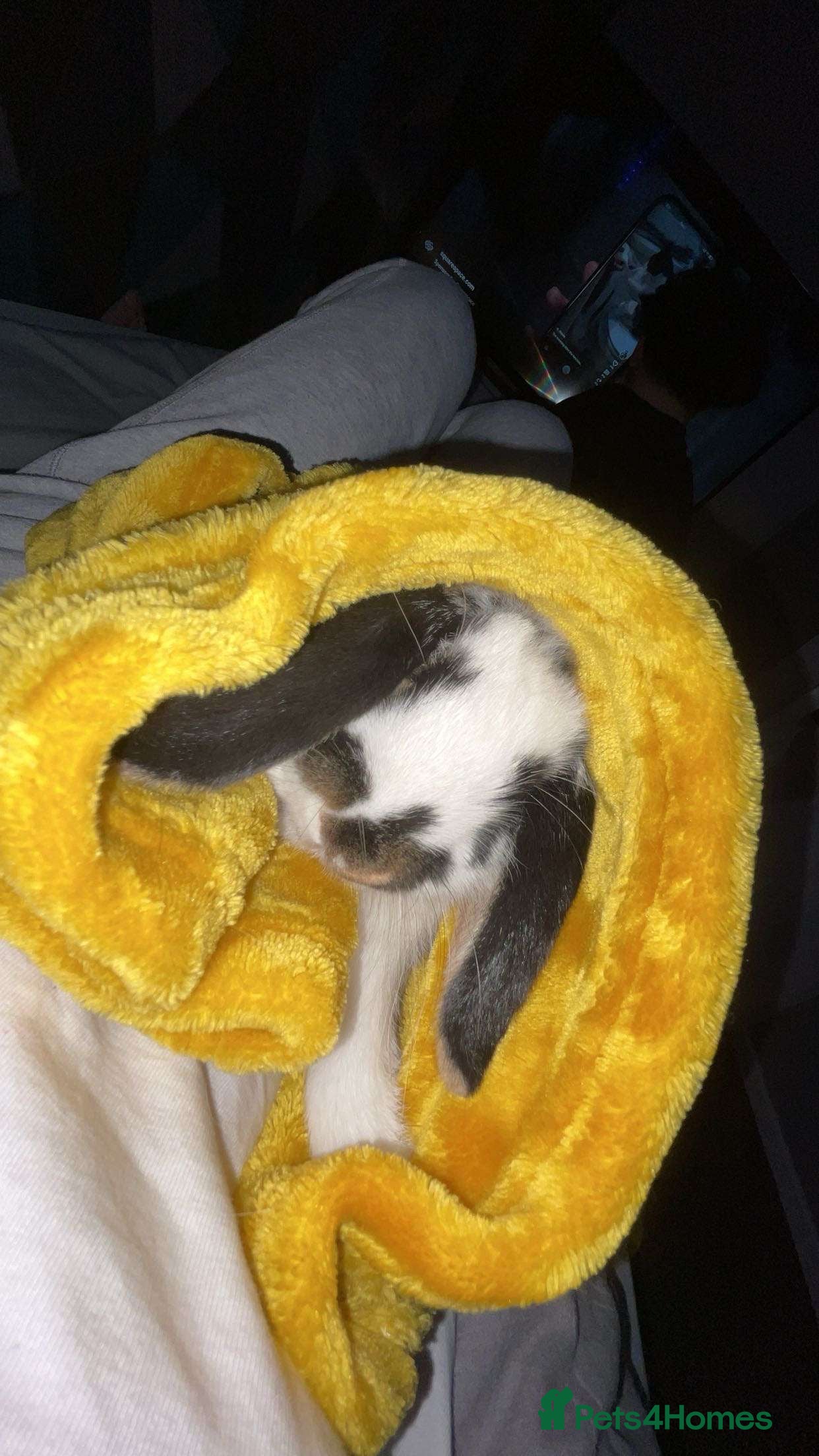 Mini Lop rabbits mini lop female  - Advert 2