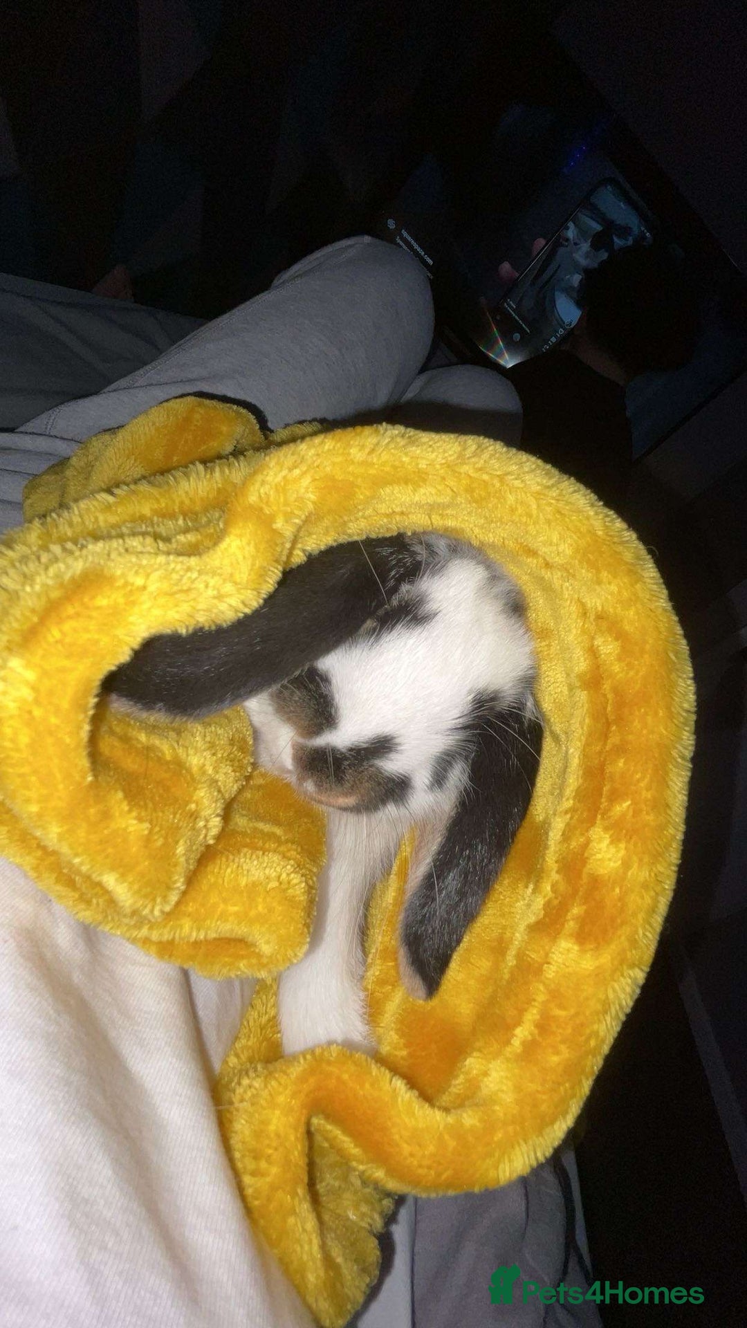 Mini Lop rabbits for sale: mini lop female  - Advert 1