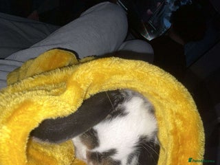 Mini Lop rabbits mini lop female - Advert 2