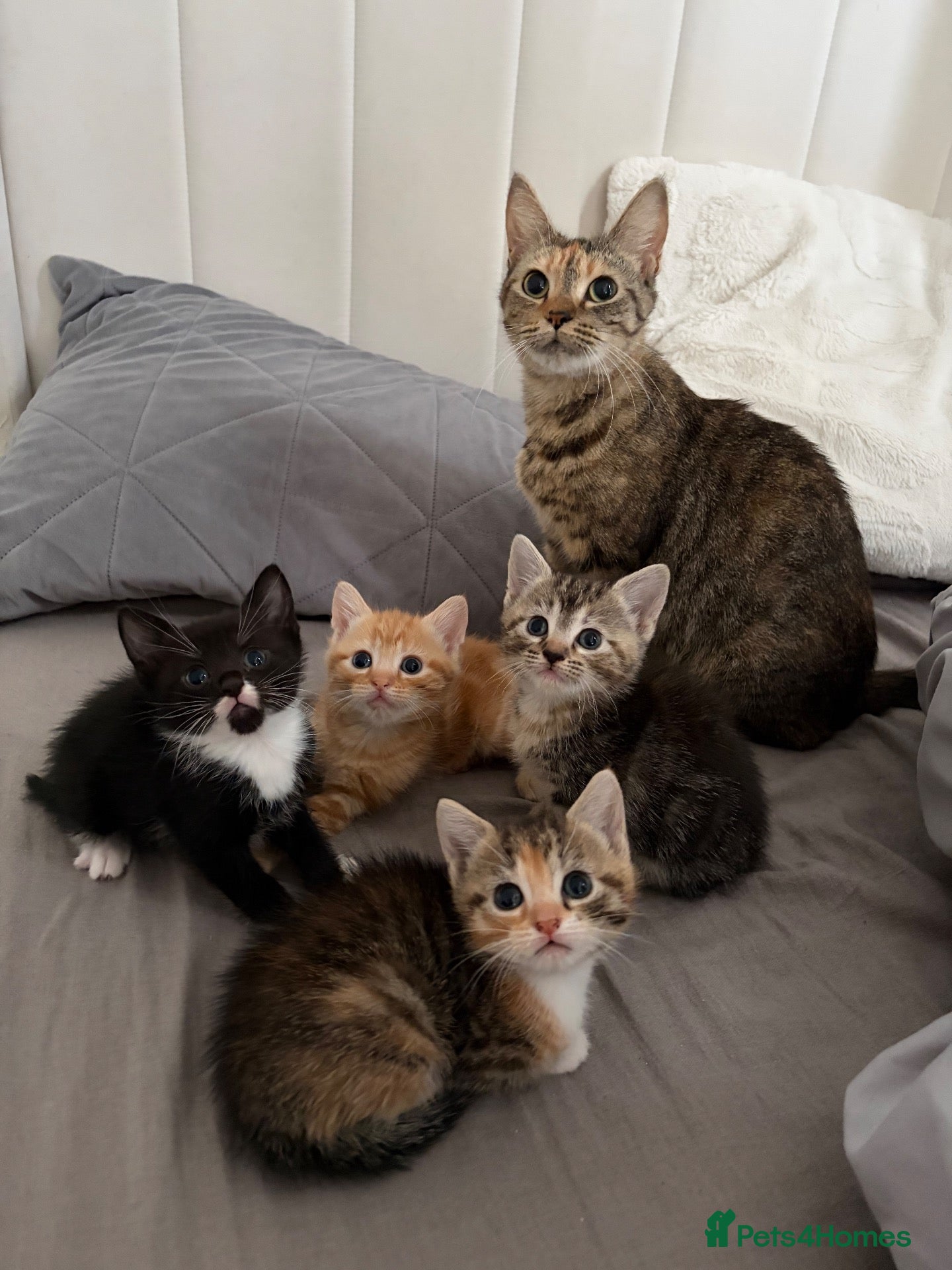 Domestic Shorthair cats 3 female kittens - Advert 1