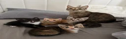 Domestic Shorthair cats for sale: 3 female kittens - Advert 1